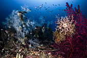 Ein schöner Blick auf eine tiefe Mittelmeerlandschaft mit schwarzen Korallen (Antipathella subpinnata), rotem Seefächer (Paramuricea clavata) und Korbstern (Astrospartus mediterraneus). Formiche di Grosseto (Toskanischer Archipel)
