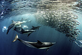 Eine Gruppe von Delphinen (Delphinus delphis) erzeugt ein Netz von Luftblasen, um eine kleine Gruppe von Sardinen zu fangen, bevor sie zum Angriff übergeht. Das Foto wurde während des südafrikanischen Sardinenlaufs aufgenommen, einem Ereignis, das jedes Jahr zwischen Mai und Juli stattfindet, wenn Millionen von Sardinen ihre Eier in den kalten Gewässern der Agulhas-Schwärme ablegen und dann entlang der Ostküste Südafrikas nach Norden ziehen, wo sie von Delfinen, Haien, Walen und Vögeln gejagt werden.