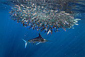 Ein Gestreifter Marlin (Kajikia audax) jagt eine Gruppe sehr schneller Makrelen (Scomber Disbrus) in den Gewässern der Magdalena-Bucht, vor dem Dorf Puerto San Carlo, Baja California Sur, Mexiko