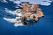 Eine Meeresschildkröte (Caretta caretta), die sich aus einem Plastikfischernetz in Spanien befreien will