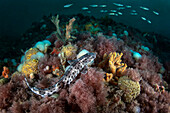 Ein Ammenhund (Scyliorhinus stellaris) beobachtet aufmerksam eine Gruppe vorbeiziehender kleiner Dorsche. Die Aufnahme entstand vor Chioggia (VE) auf einer der vielen Felsformationen, die sich im Meeresboden der oberen Adria gebildet haben und Tegnue genannt werden. Diese Bio-Sedimente ähneln Korallenriffen und werden daher auch als adriatische Korallenriffe bezeichnet.