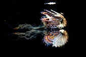 During a "blackwater" night dive (diving at night in the open ocean with the support of high-powered light sources to attract pelagic creatures), an argonauta cephalopod (Argonauta argo) lets itself be carried away by a jellyfish, and as it approaches the water surface, it reflects itself like in a mirror.
