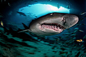 Ein Sandtigerhai (Carcharias taurus) in der berühmten Höhle von Aliwal Shoal, wo sich diese Haie in den Monaten des südafrikanischen Winters in großer Zahl zur Paarung und Fortpflanzung treffen.
