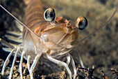Close up portrait of a shrimp (Penaeus kerathurus) in Italy