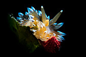 Nahaufnahme einer der schönsten Nacktschnecken des Mittelmeers, der Antiopella cristata, Italien