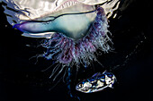 The Portuguese man o' war (Physalia physalis) with its symbiotic fish, called "pastorcillo" in Spanish (Nomeus gronovii). The Portuguese man o' war is often mistaken for a jellyfish, but it is actually a siphonophore, that is an aggregation of specialized individuals of four different types, called zooids.