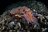 Ein Mittelmeer-Glatthummer (Scyllarides latus) bei einem Nachttauchgang