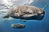 A diver swims between a sperm whale (Physeter macrocephalus) and her cub in the waters of the Caribbean island of Dominica.