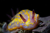 Felimida krohni nudibranch, Numana, Italy