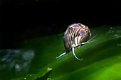 Nassarius snail on sea algae, Numana, Italy