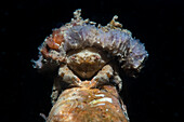 Sponge crab, Numana, Italy
