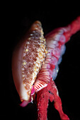 Simnia spelta Seeschnecke bei der Eiablage auf einer Leptogorgia sarmentosa Gorgonie, Numana, Italien