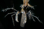 Macropodia rostrata Krabbe auf einem Sabella spallanzanii Fächerwurm, Numana, Italien