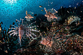 Rotfeuerfisch-Karussell im Korallenriff, Raja Ampat