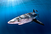 Blue shark in Tenerife