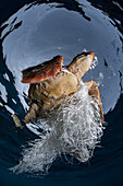Turtle entangled in a plastic bag
