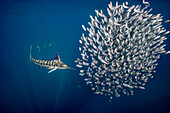 Gestreifter Marlin auf der Jagd nach einem Makrelenball, Mexiko
