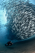 A diver admires in awe a big aggregation of jack fish in the waters of Cabo Pulmo Marine National Park, where marine biomass has increased exponentially since the marine park was established in 1995