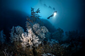 Ein mythischer mediterraner Tiefseetauchplatz, die Atlantide Untiefe, gekennzeichnet durch das Vorhandensein einer riesigen Kolonie von schwarzen Korallen (Antipathella subpinnata). Insel Favignana (Ägadischer Archipel) - Trapani (Italien)