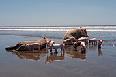 Family group of pigs and piglets in Jiquilillo beach, Nicaragua
