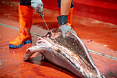 Schneiden und Vorbereiten von Fisch für den Konservierungsprozess, Fischkonservenfabrik (USISA), Isla Cristina, Spanien