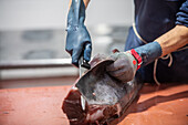 Cutting and prepping fish for canning process, Fish canning factory (USISA), Isla Cristina, Spain