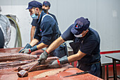 Cutting and prepping fish for canning process, Fish canning factory (USISA), Isla Cristina, Spain