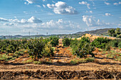 Cereal and citrus cooperative, Puerto Gil, Spain