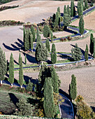 straße mit zypressen in Monticchiello, monticchiello, Siena, Italien, westeuropa, europa