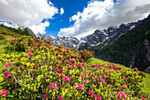 Blüte der Rhododendren im Val d'Arigna, Valtellina, Orobie Alpen, Lombardei, Italien, Europa
