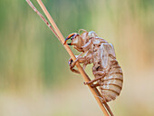 Cicadidae exuvia, Vobbia, Italy