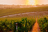 Cannonau- und Vermentino-Weinberge am Meer in Sardinien, Italien. Blick auf den Sonnenuntergang