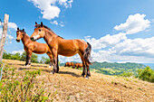 Pferde auf einem Bauernhof, Oltrepo Pavese, Provinz Pavia, Apennin, Lombardei
