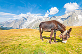 Donkey on a pasture at the top of Mont de la Saxe, Val Sapin, Vallee d Aoste, Italian alps, Italy
