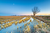 Rice field in the evening, Lomellina, province of Pavia, Lombardy, Italy