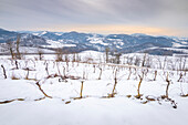 Vineyards covered by snow (Stefanago, Val Schizzola, Oltrepo Pavese, Apennines, Province of Pavia, Lombardy, Italy)
