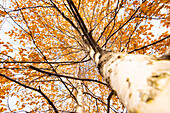 Birke im Herbst, Valle Sacra, Canavese, Provinz Turin, Piemont, Italienische Alpen, Italien