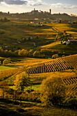 Sunset and foliage vineyards, Calosso, Piedmont, Italy
