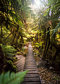 Pathway through the rain forest, West Coast, South Island, New Zealand, Oceania