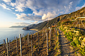 Auf dem Wanderweg 6p oberhalb von Manarola, mit Blick auf Corniglia, Nationalpark Cinque Terre, Gemeinde Riomaggiore, Provinz La Spezia, Region Ligurien, Italien, Europa