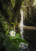 Frühling bei den Traaton-Wasserfällen, im Gebiet Colombiera-Molicciara, Provinz La Spezia, Bezirk Ligurien, Italien, Europa