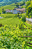 Mit Traminer- und Gewürztraminer-Reben bepflanzte Täler und Hänge entlang der Südtiroler Weinstraße. Autonome Provinz Bozen, Trentino-Südtirol, Italien, Europa