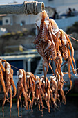 In der Sonne getrockneter Tintenfisch im Fischerdorf Mandrakia (Plaka, Insel Milos, Kykladeninseln, Griechenland, Europa)