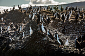 Imperial cormorant (Phalacrocorax atriceps), Tuckers Islets, Whiteside Canal, PN Alberto de Agostini, Tierra del Fuego, Patagonia, Chile
