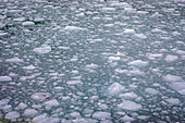 Pieces of ice detached from Pía Glacier, Pía fjord, in Beagle Channel (northwest branch), PN Alberto de Agostini, Tierra del Fuego, Patagonia, Chile