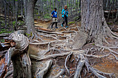 Hikers walking near Chileno refuge, through Lenga forest, Nothofagus pumilio forest, Torres del Paine national park, Patagonia, Chile