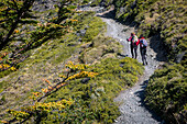 Hikers walking between Torres refuge and Cuernos refuge, Torres del Paine national park, Patagonia, Chile