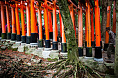 Torii-Tore im Fushimi-Inari-Taisha-Heiligtum, Kyoto, Japan