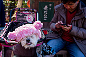 Hund und Besitzer im Kiyomizu-dera-Tempel, Kyoto. Kansai, Japan.