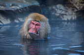 Affe in einem natürlichen Onsen (heiße Quelle), im Jigokudani Monkey Park, Präfektur Nagono, Japan.